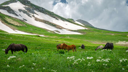 Adult horses graze in alpine meadows. Nearby are small foals. Snow still lies in the mountains.