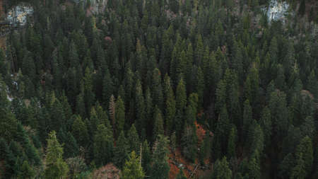 Top view of the coniferous forest. There are many evergreen trees between the rocks.の写真素材