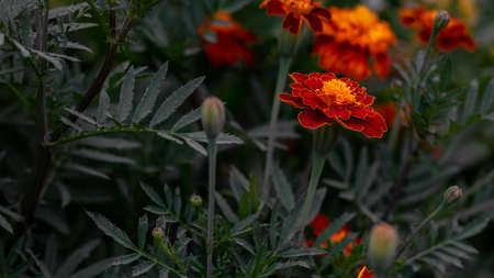 Orange flower of marigold on a background of green leaves. Flowers in the garden.の写真素材