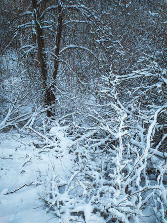 Trees after a snowfall. Trees covered with snow in the forest. Beautiful winter landscape.
