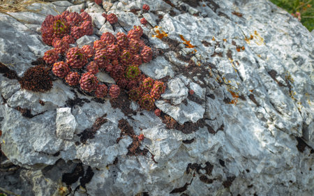 Bushes of wild Sempervivum on a rock in vivo. Succulent plant in the wild.の写真素材