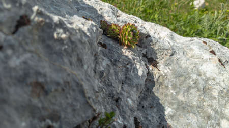 Bushes of wild Sempervivum on a rock in vivo. Succulent plant in the wild.の写真素材