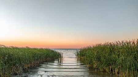 Out to sea framed by reeds. Small waves on the water during sunset. Clear sky.の写真素材