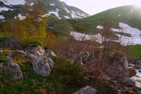 Raindrops are illuminated by the sun in the mountains.の写真素材