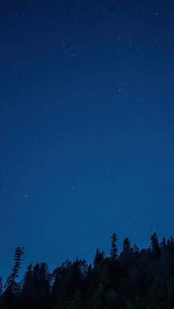 A vertical shot of a night sky full of stars and trees in the background. Journey.の写真素材