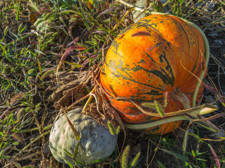 Ripe orange pumpkin in the garden. Large pumpkin in an overgrown garden.の写真素材