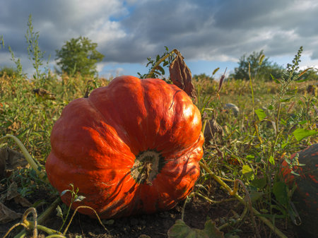 Ripe orange pumpkin in the garden. A large pumpkin in an overgrown field.の写真素材
