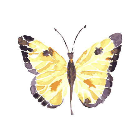 Isolated detailed tropical butterfly. Bright beautiful vector card.の写真素材