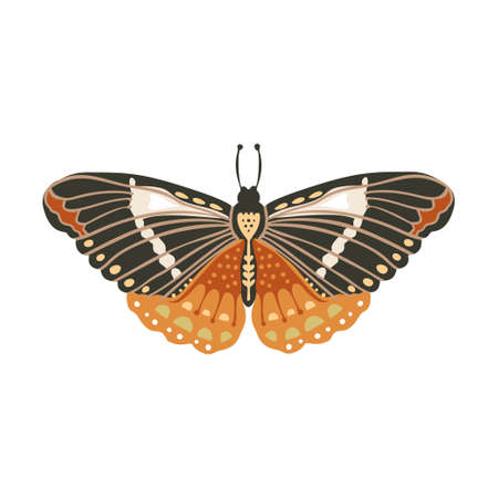 Boho vector butterfly.のイラスト素材
