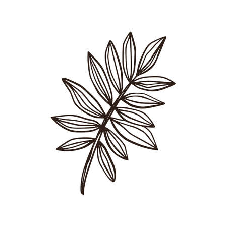 Tropical palm leaf nature plant element. Summer tree jungle botanical illustration design.のイラスト素材