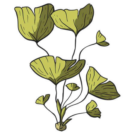 Jurassic jungle plant nature leaf. Forest flora illustration. Botanical tropical prehistoric botany print.のイラスト素材