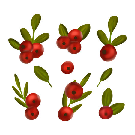 Christmas berry set 3d vector floral holy berry red plant collection.のイラスト素材