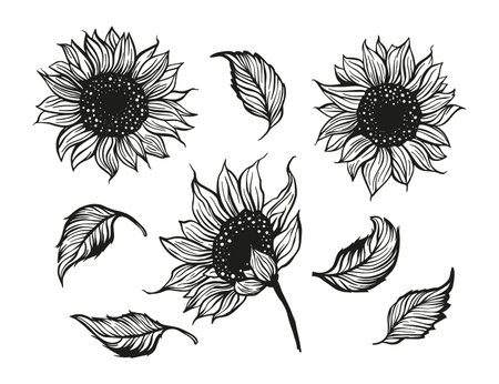 Sunflower beautiful outline flower set with leaves, line sketch nature botanical set decoration. Vector flora elementsのイラスト素材