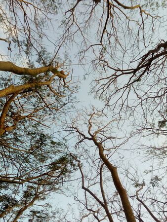 trees
