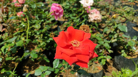 Fresh and beautiful red roses in the flower garden.の写真素材