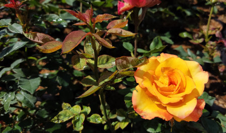 Fresh and beautiful yellow roses in the flower garden.の写真素材