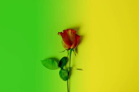 One red rose on duotone background. Gradient of yellow and greenの写真素材