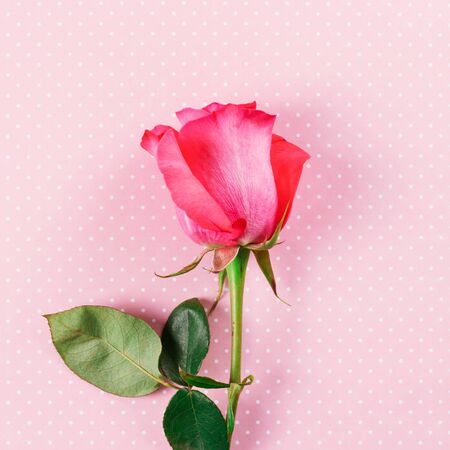 A pink rose on a pink background. Top view. Close-upの写真素材