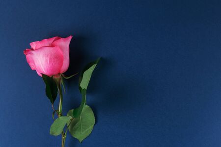 Pink rose on a dark blue background. Empty text spaceの写真素材