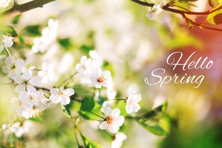 Beautiful spring card with blooming cherry tree branch in sunny day. White flowers. Selective focus, close up, Hello Spring textの写真素材