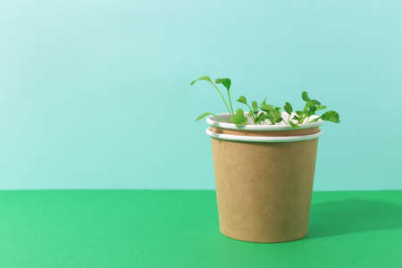 Green arugula seedlings growing in paper pot. Two color blue and green background with copy space. Gardening or grow food concept, studio shot.の写真素材