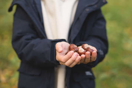 A teenage boy in blue jacket holding a handle of brown chestnuts in autumn forest. Soft selective focus, front view.の写真素材