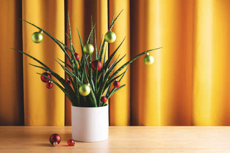 Evergreen houseplant decorated with Christmas tree balls in home interior. Holiday spirit still life with copy space.の写真素材