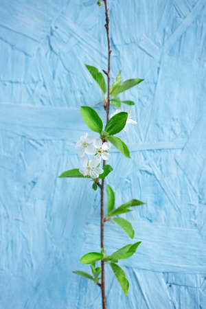Vertical spring or summer natural background with beautiful white flowers and green leaves of cherry...