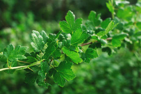 Green background made of natural gooseberry bush leaves. Closeup, selective focus.の写真素材