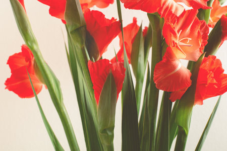 Abstract floral background with red flower heads and green stems. Bunch of red gladioluses, soft selective focus.の写真素材