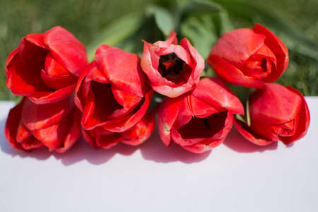 Red tulips on the grass, close up photo with white copy space.