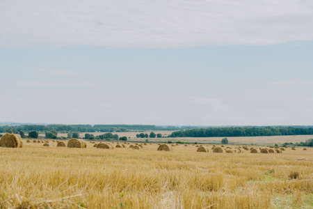 Straw bales on agricultural land in cloudy weather.の写真素材