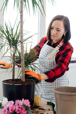 A woman transplants an indoor flower. Dracaena transplant.の写真素材