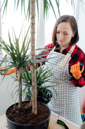 Happy female florist lovingly looks at the flower after transplanting. Transplanting a flower, indoor plants.の写真素材