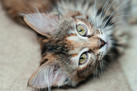 A multi-colored fluffy kitten lies on the floor on a dark background.の写真素材