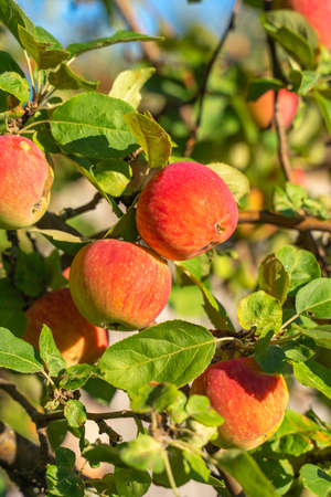 Organic apples. Fruit without chemical spraying. Orchard.の写真素材