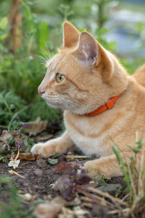 Cat in the Green Grass in Summer. Beautiful red cat with yellow eyes among the green grass.の写真素材