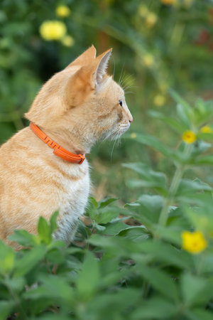 Cat in the Green Grass in Summer. Beautiful red cat with a collar among the flowers.の写真素材