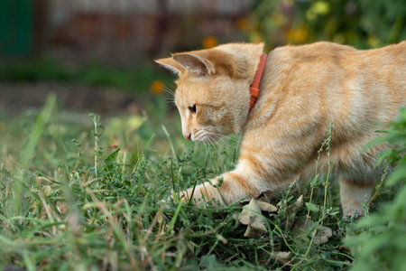 Cat in the Green Grass in Summer. Beautiful red cat with a collar among the flowers.の写真素材
