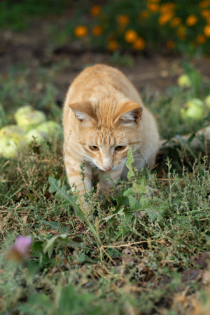 A beautiful red cat with a collar in the grass against the background of fallen apples.の写真素材