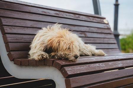 A furry dog sleeps on a bench in a city park.の写真素材