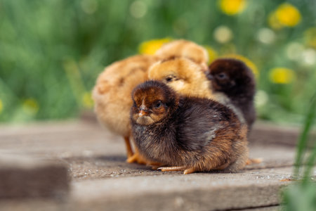 Newborn tiny chickens stand basking in the sun, standing on wooden boards.の写真素材