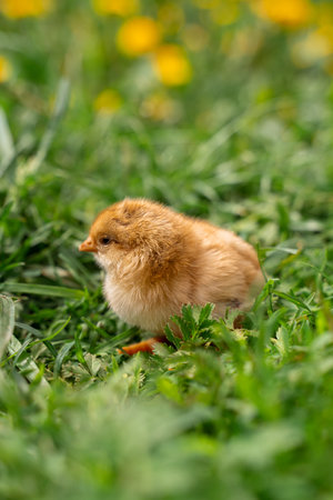 Tiny beige chick in green grass, yellow flowers in the background.の写真素材