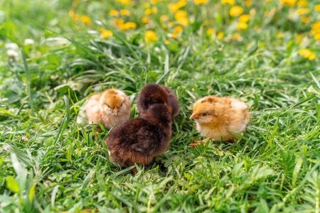Four newborn chickens among the green grass.の写真素材