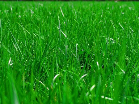 green grass    