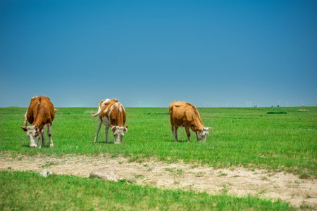Cows at the grasslandの写真素材