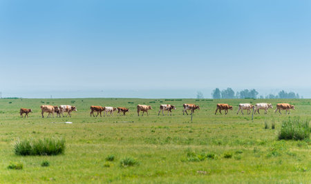 cows on the meadowの写真素材