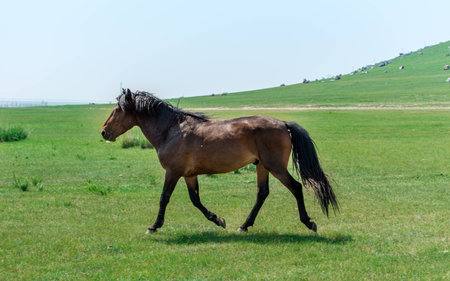 running horseの写真素材
