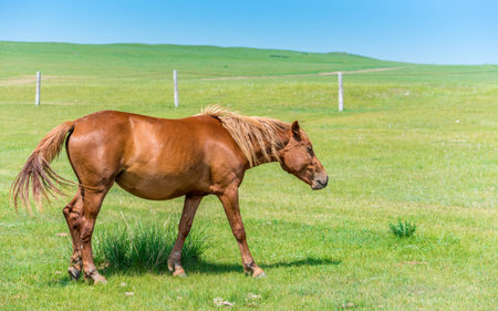 horseの写真素材