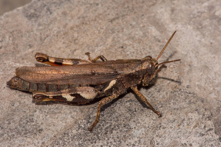 Grasshopperの写真素材